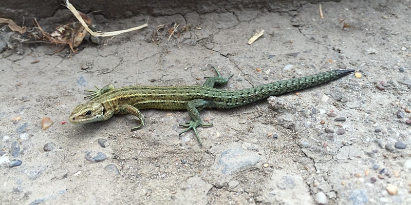 British Amphibians & Reptiles | North Devon Coast